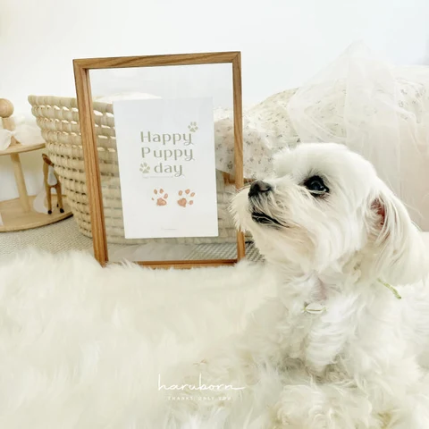 haruborn PET 내새꾸 발도장카드